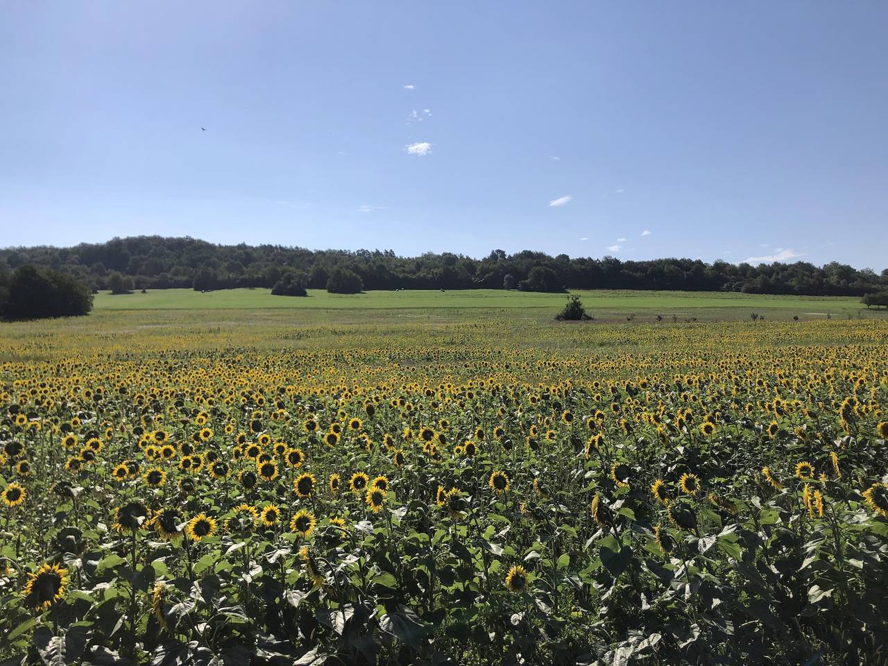 Ganze Ferienwohnung, Appartement/Fewo, Dusche oder Bad, 1 Schlafraum in Gersheim, Saarpfalz-Kreis
