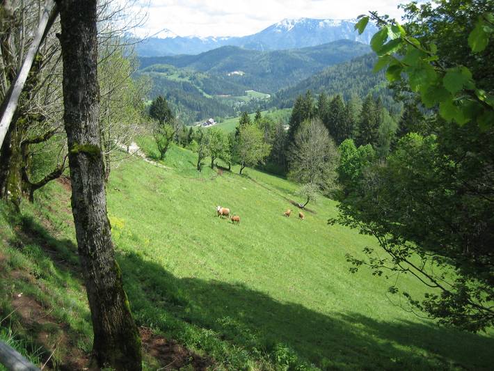 Ferienhaus für 2 Personen, mit Terrasse und Garten in Niederösterreich - 4
