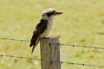 Cottage for 4 People in New South Wales, Photo 4