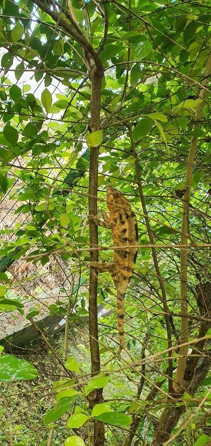 Chambre d’hôte pour 2 personnes, avec jardin et vue à Saint-Leu - 4