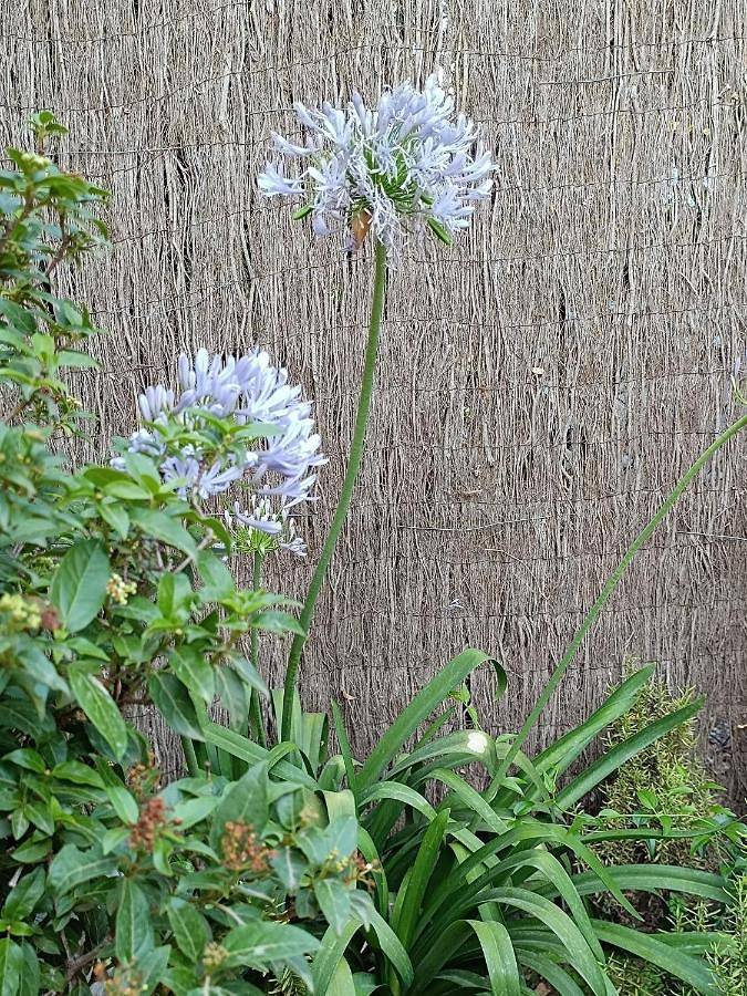 Chambre d’hôte pour 2 personnes, avec piscine ainsi que vue et jardin, animaux acceptés à Torroella de Montgrí - 4