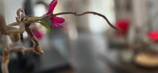 Ferienwohnung für 4 Personen, mit Balkon in Graal-Müritz