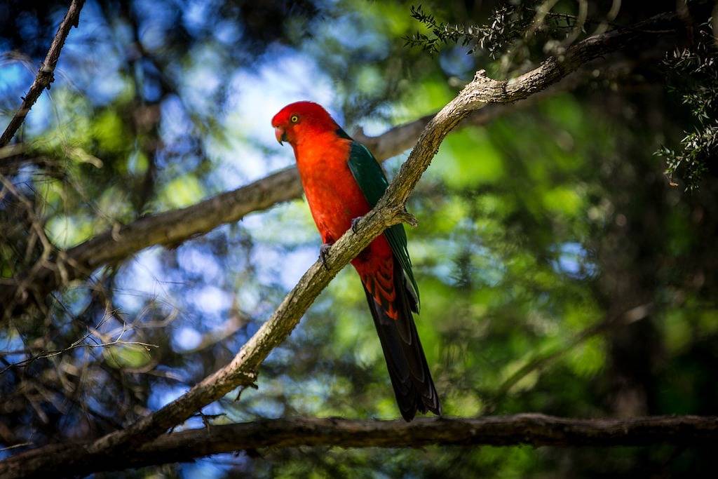 Tessies Studio - perfekt für zwei und ihre Haustiere - zu Fuß in die Stadt und zum Fluss in Bright, Alpine Shire