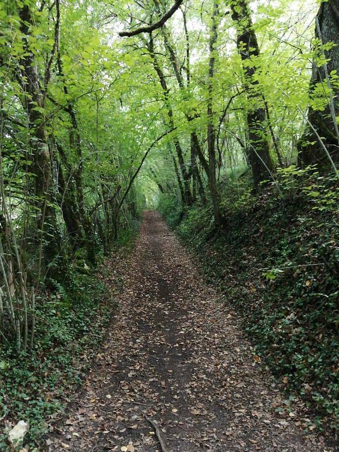 Location de vacances pour 6 personnes, avec jardin et vue, animaux acceptés à Coursac - 3