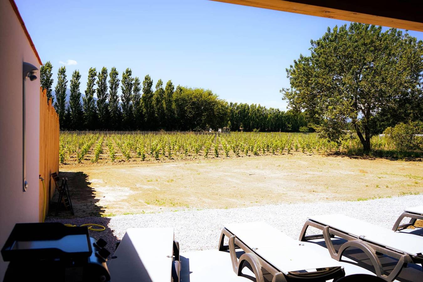 Grenache in Côte Vermeille, Argelès-sur-Mer