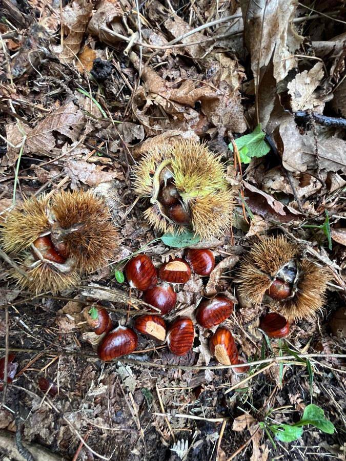 Location de vacances pour 5 personnes, avec jardin et vue à Chalencon - 3