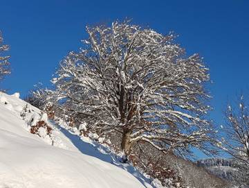 Ferienwohnung für 4 Personen in Suedlicher Schwarzwald, Wieden, Bild 3