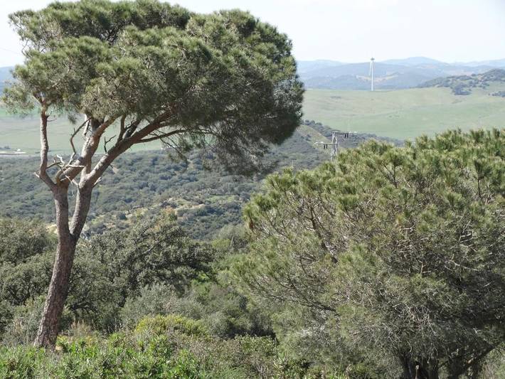 Apartamento de vacaciones para 3 personas, con piscina y jardín en Parque natural de Los Alcornocales - 4