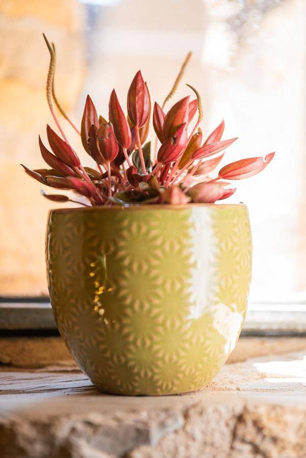 Maison d’hôte pour 2 personnes, avec terrasse, animaux acceptés à Cordes-sur-Ciel - 4