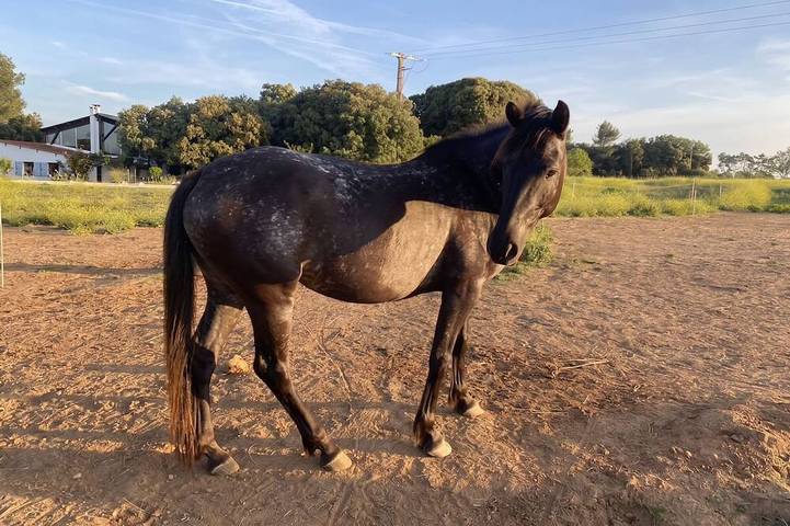 Guest house immersed in nature with horses and donkeys in Jouques, Region de Aix-en-Provence