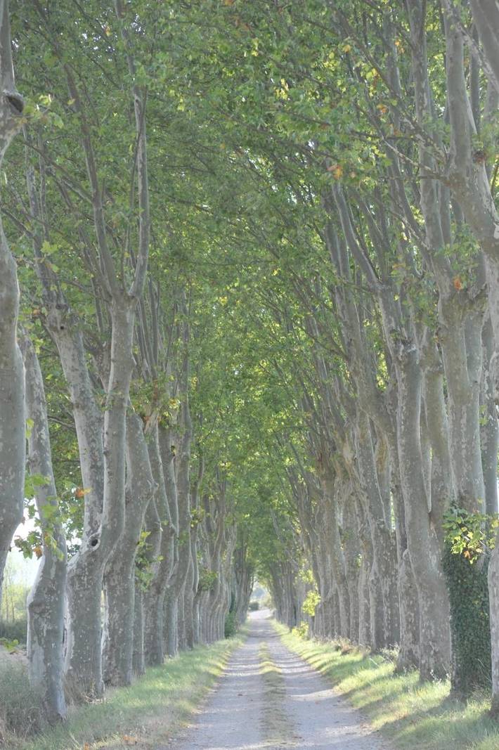 Location de vacances pour 2 personnes, avec piscine ainsi que vue et jardin à Conqueyrac - 2