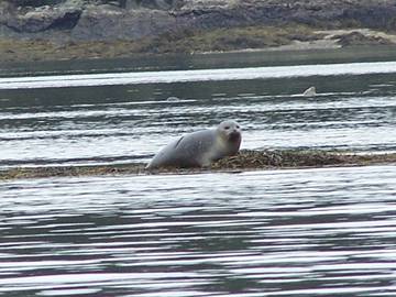Vacation House for 8 Guests in Mount Desert Island, Maine, Picture 1