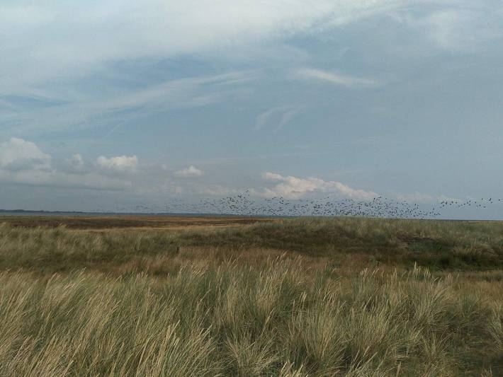 Ferienhaus für 4 Personen, mit Terrasse und Balkon/Terrasse in Lolland - 3