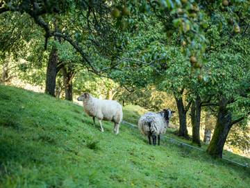 Ferienhaus für 7 Personen in Vik, Vestland, Bild 4