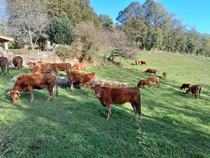 Gîte pour 3 personnes, avec jardin et vue, animaux acceptés à Montirat - 2
