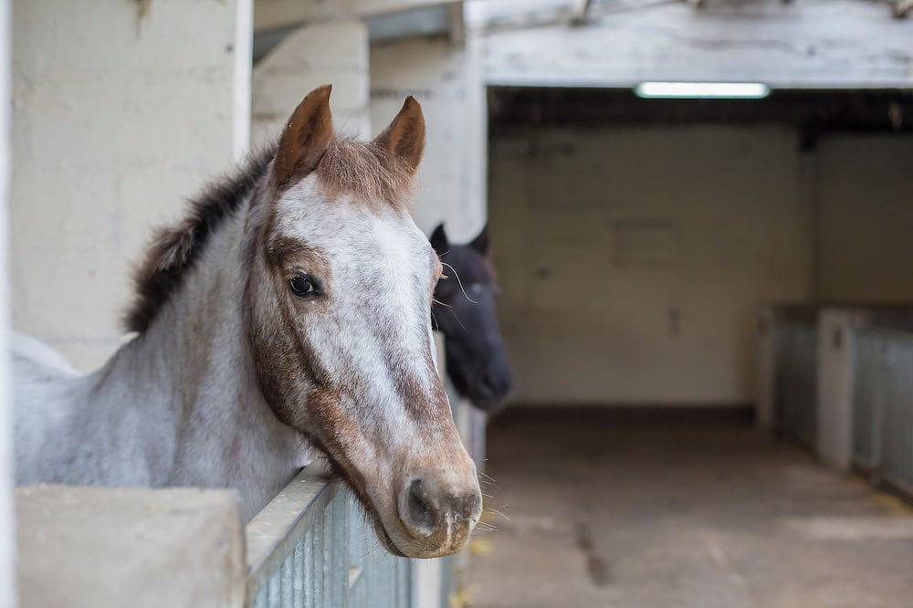 Gîte Etrier Wallon Au milieu des chevaux ... in Poilly-lez-Gien, Région de Montargis