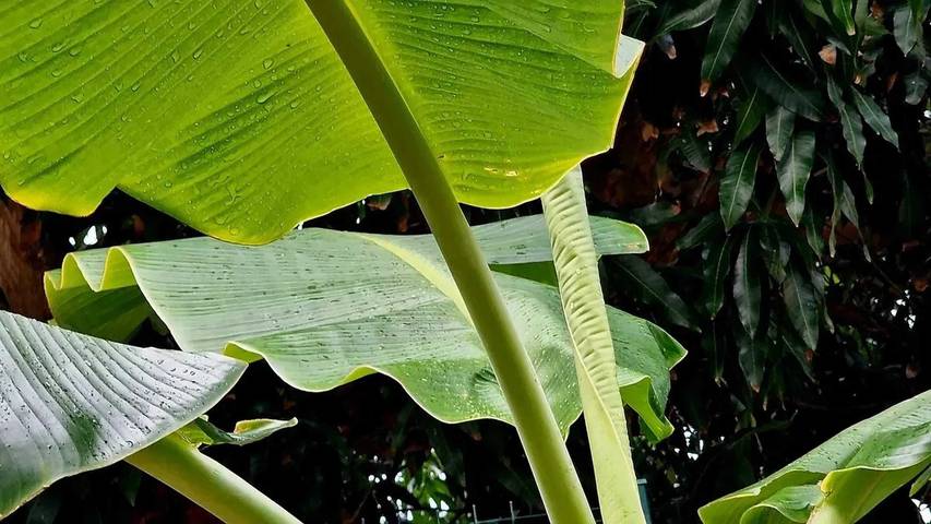 Location de vacances pour 4 personnes, avec terrasse dans Saint Martin - 4