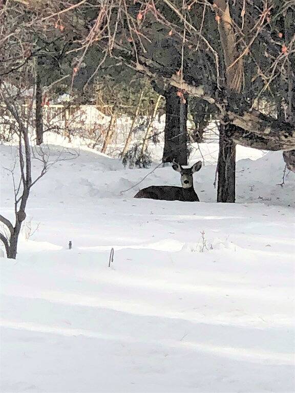 Vacation rental for 20 people, with hot tub and balcony as well as yard in San Juan National Forest