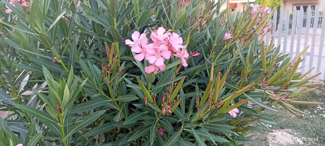 Maison d’hôte pour 2 personnes, avec jardin à Castiglione del Lago - 2