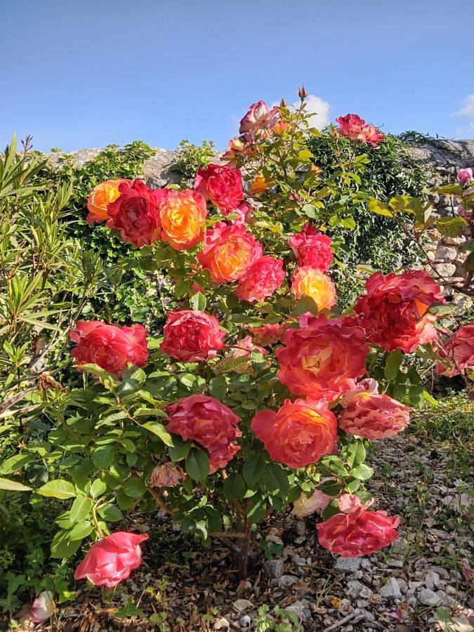 Ferienhaus für 5 Personen, mit Pool und Garten sowie Ausblick, mit Haustier in Bédoin - 4