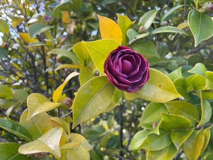 Gîte pour 4 personnes, avec jardin et vue dans Albergaria-a-Velha - 2