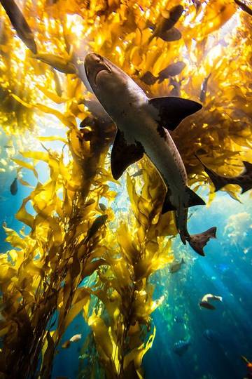 Vacation House for 8 Guests in Monterey County, Picture 3