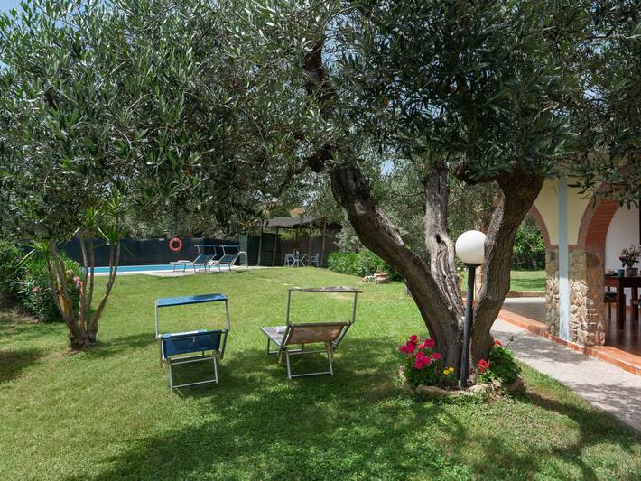 Bouganville in Bibbona, Costa degli Etruschi