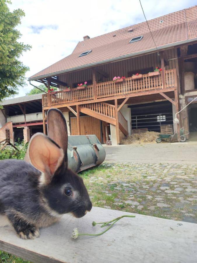 Gîte pour 5 personnes, avec terrasse et vue à Horbourg-Wihr - 2