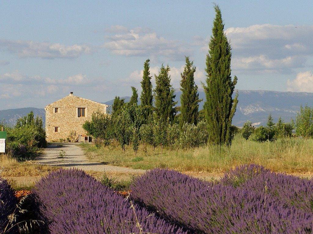 Maison au milieu des lavandes in Valensole, Parc naturel régional du Verdon