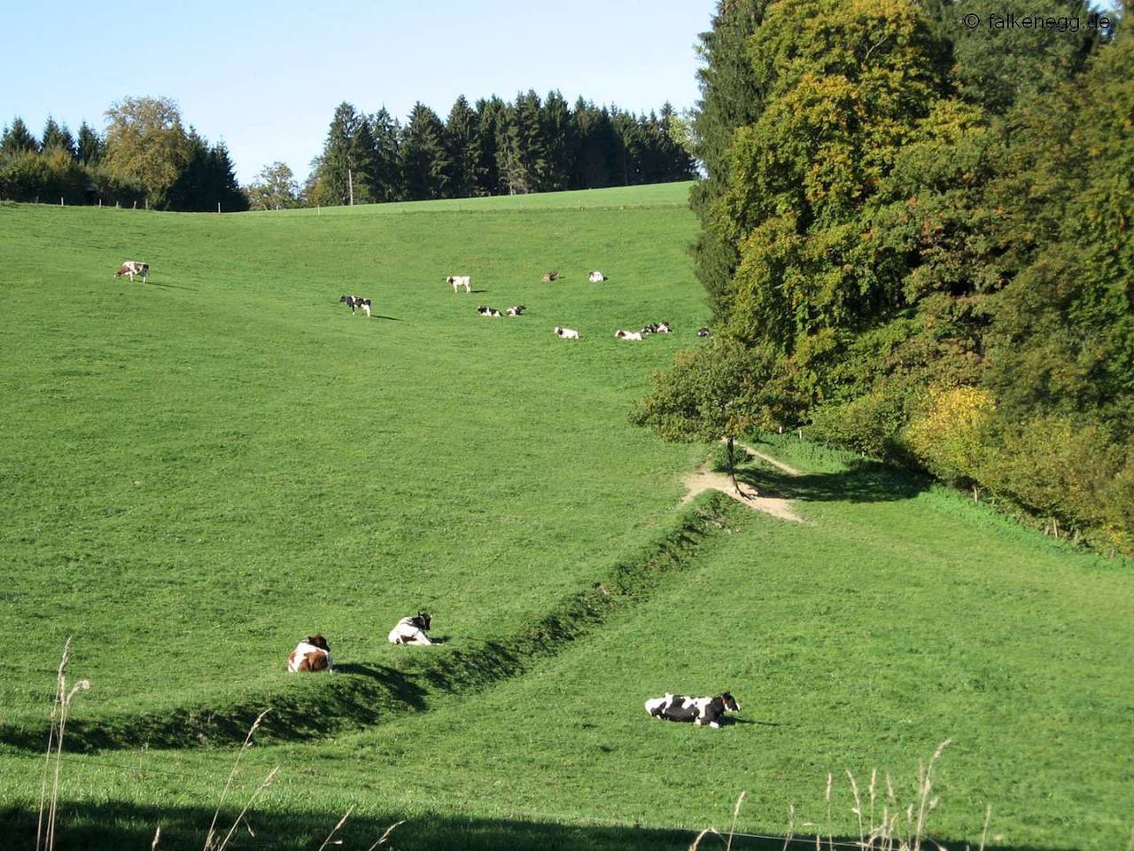 Feriendorf Falkenegg - Ferienhaus Falkenegg, 200qm, 4 Schlafzimmer, max. 12 Personen in Lennestadt, Sauerland