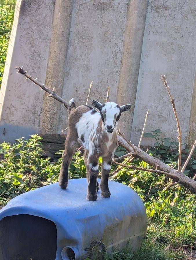 Location de vacances pour 5 personnes, avec terrasse ainsi que vue et jardin, animaux acceptés à Le Teilleul - 4