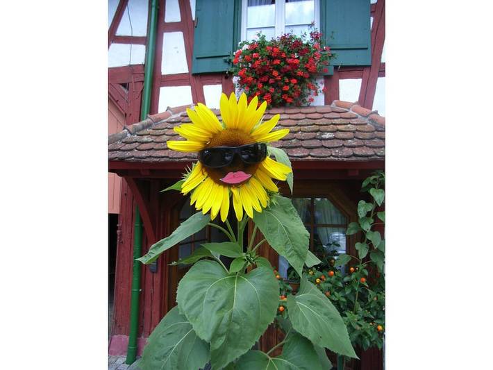 Ferienhaus für 2 Personen, mit Balkon und Sauna sowie Garten am Bodensee - 4