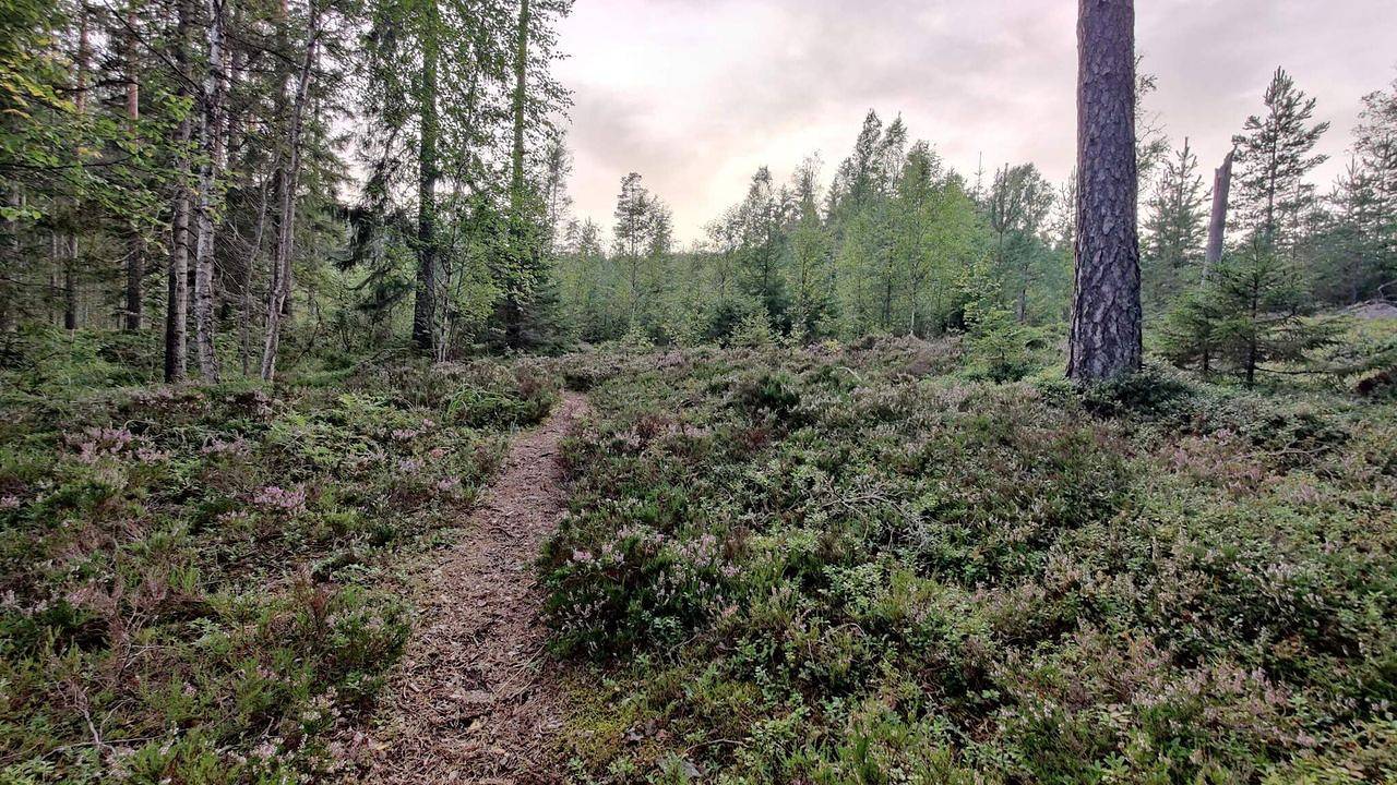 Ferienhaus für 6 Personen (50 m²) in Kopparberg in Ljusnarsberg, Örebro und Umgebung