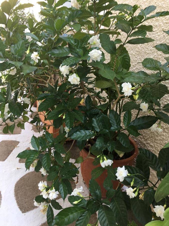 Gîte pour 5 personnes, avec vue et jardin dans Spetses - 4