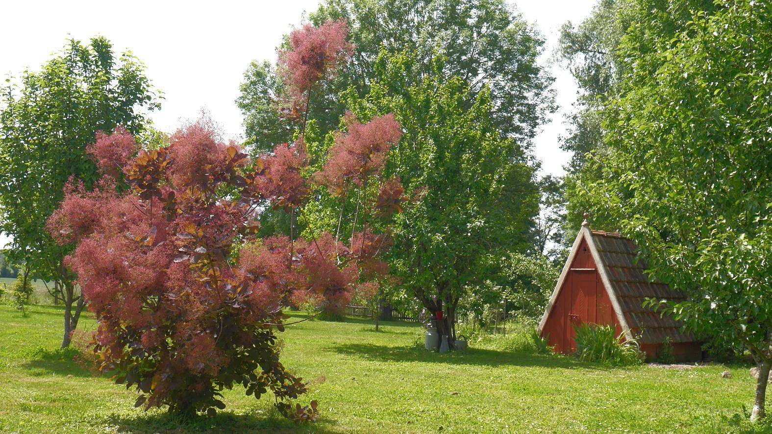 L'Iris des Marais in Pierre-de-Bresse, Louhans und Umgebung
