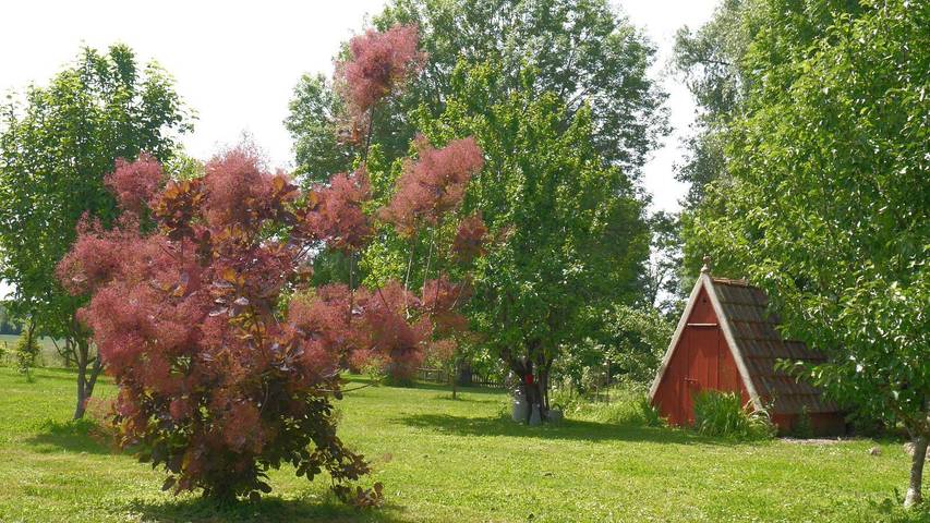 L'Iris des Marais in Pierre-de-Bresse, Louhans und Umgebung