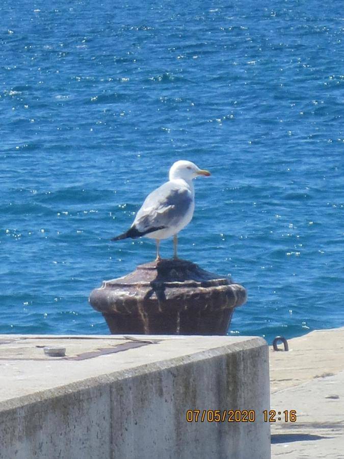 Ganze Wohnung, Apartments Vila Marija in Izola, Slowenische Riviera