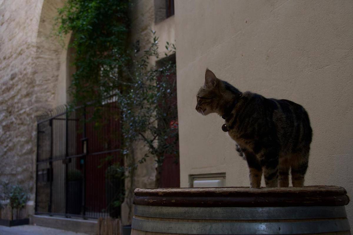 Appartement entier, Le Romantique - Place St Didier - Cœur de ville in Avignon, Vaucluse