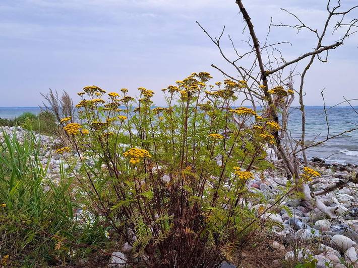 Ferienhaus für 10 Personen, mit Sauna und Garten sowie Terrasse, kinderfreundlich in Hadersleben - 4