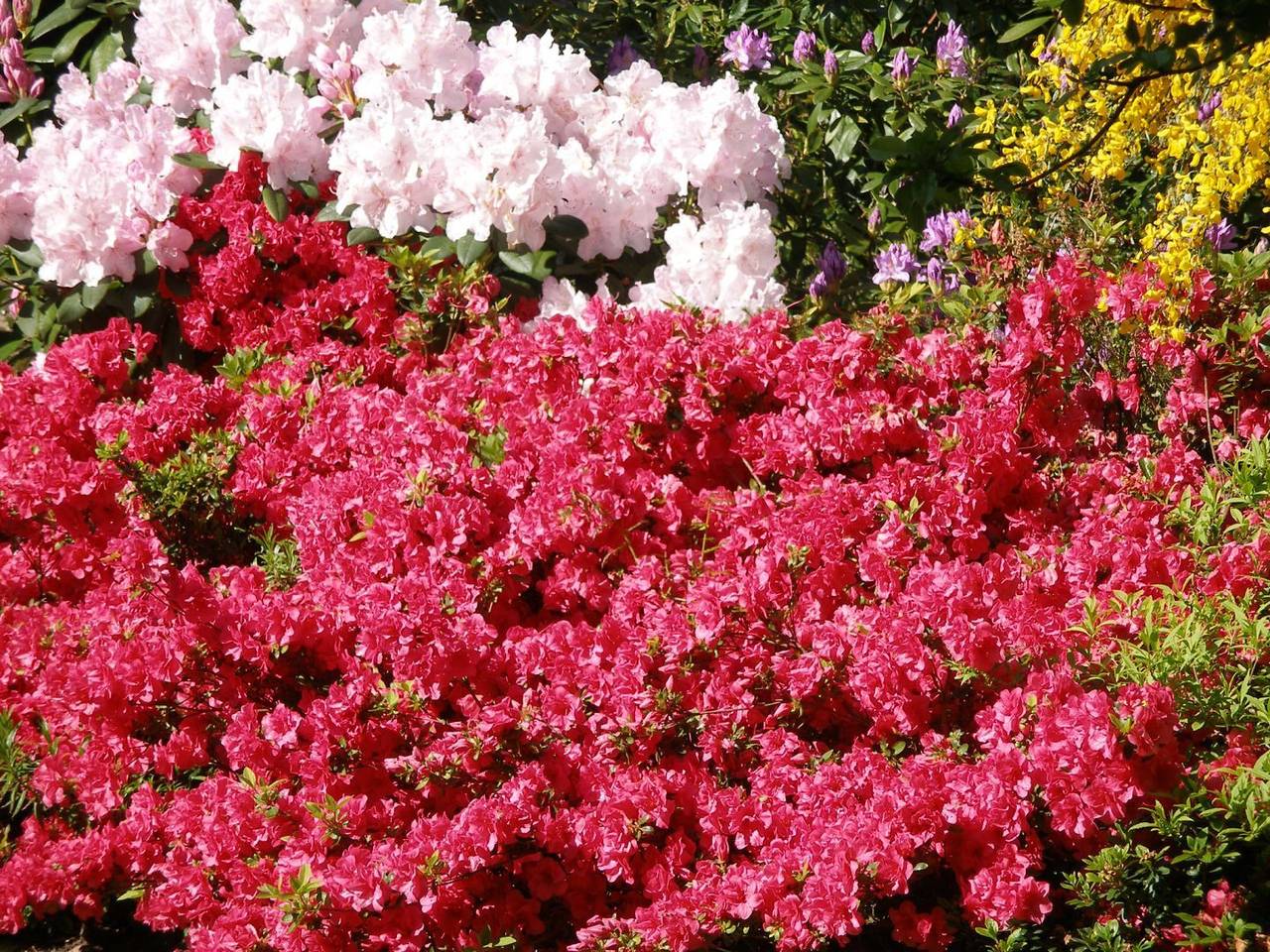 Chambres chez l'habitant - Ploumanac'h - Les Agapanthes in Perros-Guirec, Côte de Granit Rose