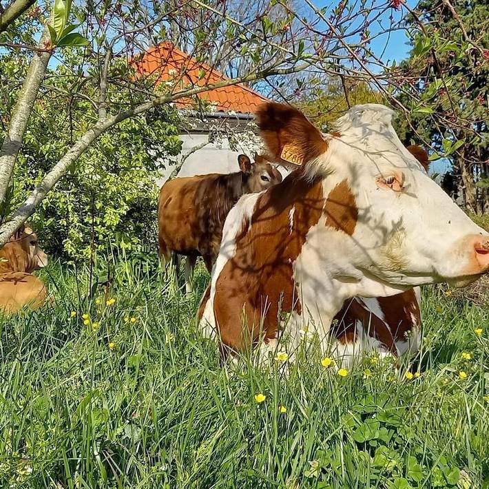 Chambre d’hôte pour 4 personnes, avec piscine et jardin, animaux acceptés dans les Hautes-Pyrénées - 3
