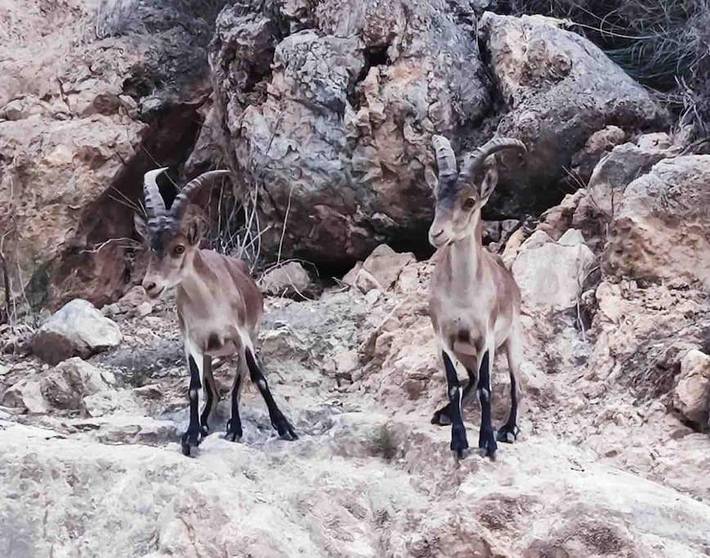 Chalet para 6 personas, con piscina además de vistas y jardín en Costa Tropical - 4
