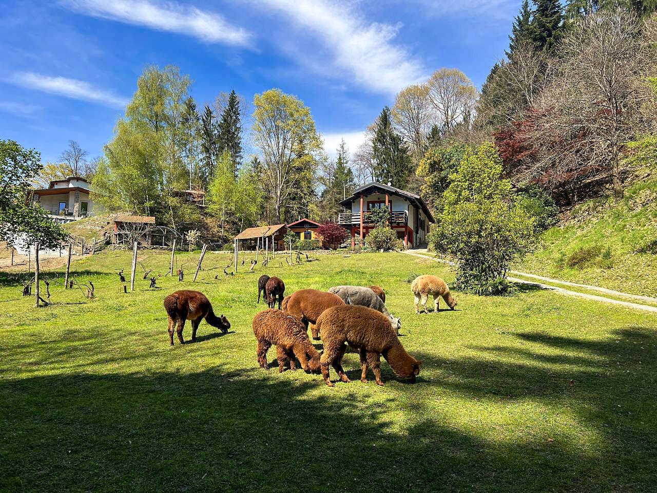 Ganze Wohnung, Sorti Alpaca in Montegrino Valtravaglia Gemeinde, Lago Maggiore (Lombardei)