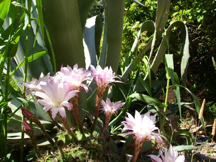 Location de vacances pour 6 personnes, avec jardin dans Gouffre De L Oeil Doux - 2
