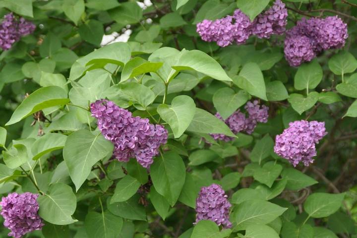 Ferienhaus für 6 Personen, mit Sauna und Pool sowie Garten, kinderfreundlich in Region Oder - Spree - 4