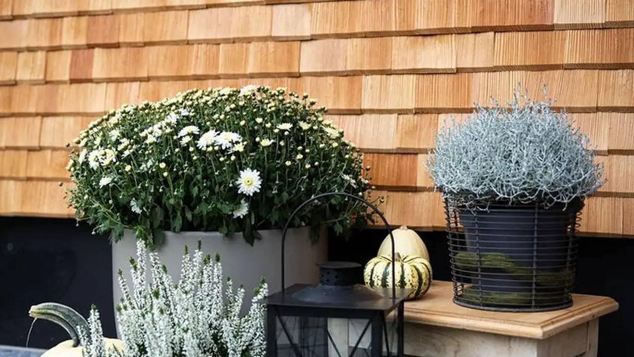 Ganze Ferienwohnung, Ferienwohnung für 4 Personen (38 m²) in Bezau in Bezau, Bregenzerwald