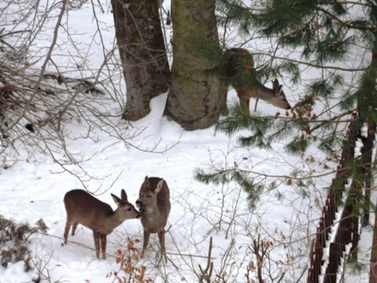 Ganze Ferienwohnung, Haus Bucheneck, Apartment We 11 Goerick Gm 69311 - Haus Bucheneck, Apartment We 11 Goerick Gm 6 in Graal-Müritz, Rostock und Umgebung