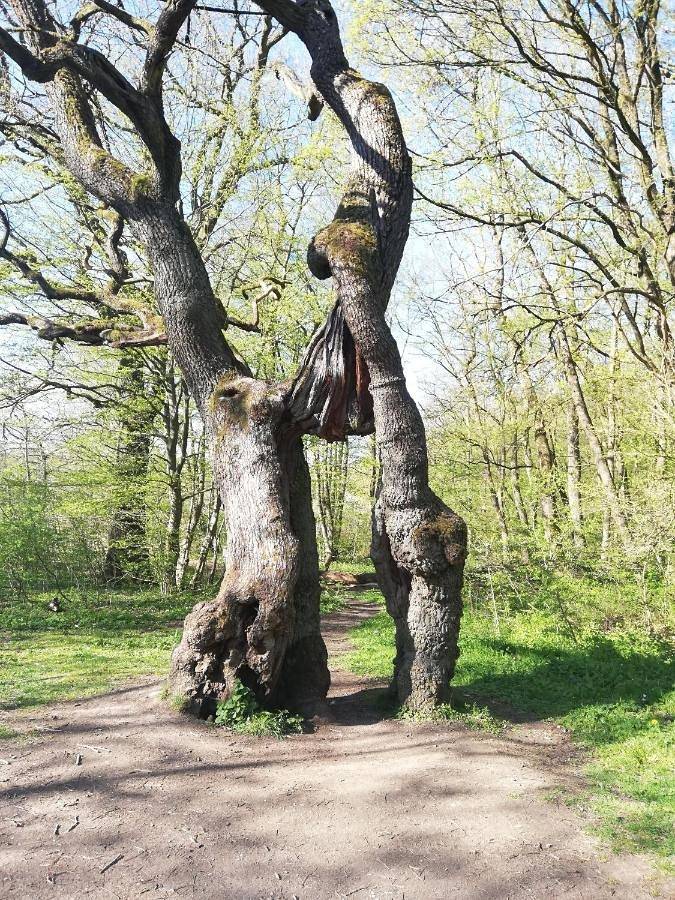 Ferienwohnung für 5 Personen, mit Garten im Hainich - 2