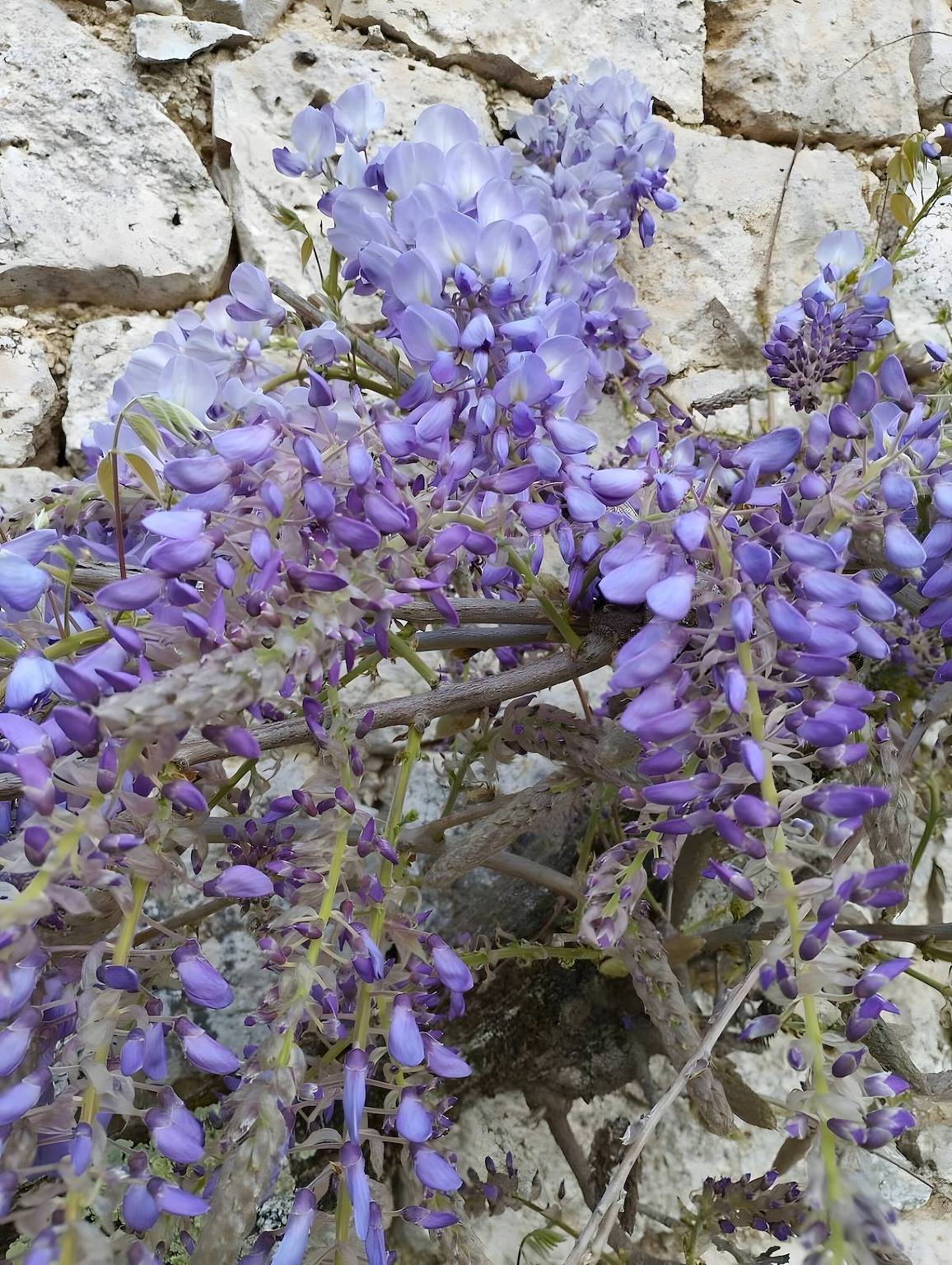 Gîte Les Racines de Lili avec piscine privée, terrasse et Wi-Fi à Cieurac in Cieurac, Parc Naturel Régional des Causses du Quercy
