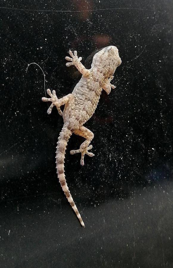 Gîte pour 2 personnes, avec vue ainsi que jardin et piscine, animaux acceptés à Taurize - 4